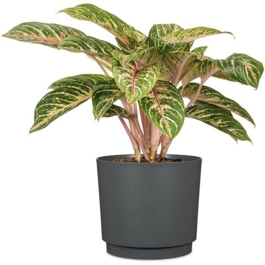 Macetero Deroma 236 13 L Negro Mate Texturizado