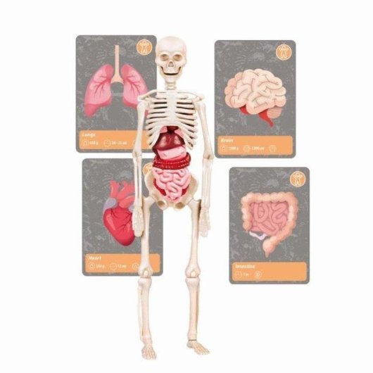 Kit de ciencia Clementoni Historia de la vida en la Tierra con visor VR y app AR