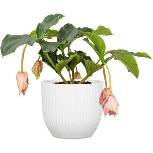 Vaso Deroma 231 Chalk White 7L Ø24 cm Plastica Leggera Testurizzata