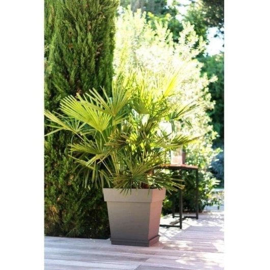 Vaso da fiori quadrato EDA Toscane 50 cm taupe opaco 87 L resistente gel anti-UV