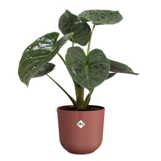 Pot de fleurs Elho Jazz Round Rouge Ø34,5 x 32 cm plastique recyclé