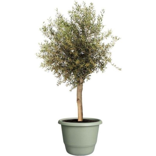 Maceta Exterior Elho Amiga Round 55 Verde 55 L Polipropileno Reciclado