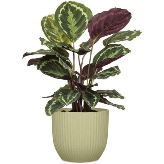 Vaso Rotondo Deroma 231 Verde Chiaro 10L Ø27cm