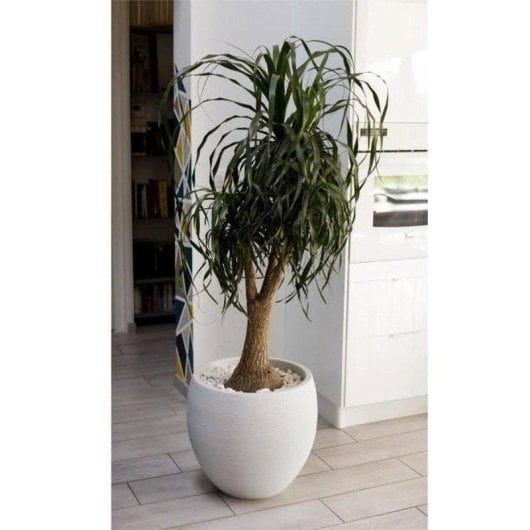 Macérier EDA Egg Graphit Ø50 cm 46 L Double Paroi Polypropylène Blanc Mate