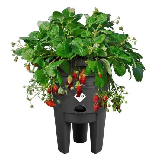 Vaso para Morangos Elho Green Basics 33 cm Negro Reciclado