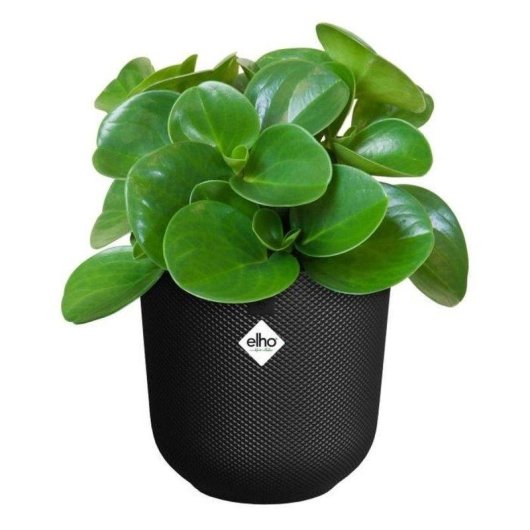 Vaso da interno Elho Jazz Rond Nero Ø26 H24 100% plastica riciclata