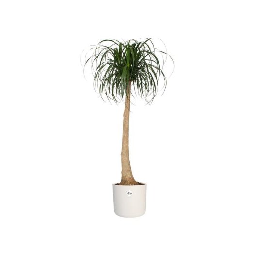 Vaso da Interno Elho B.for Soft Round 30 cm Verde Foglia Plastica Riciclata