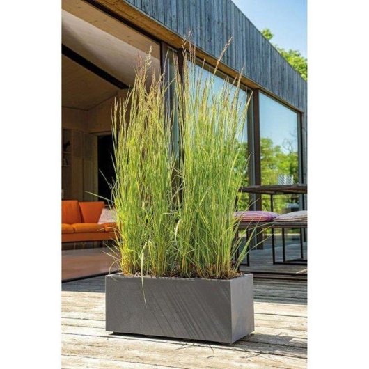 Jardiniere Rectangulaire Deroma Millennium Reserve d'eau 26 L Gris Charbon