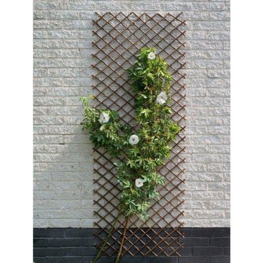 Treillis extensible Nature Bois Osier Rombes Marron 30x180 cm