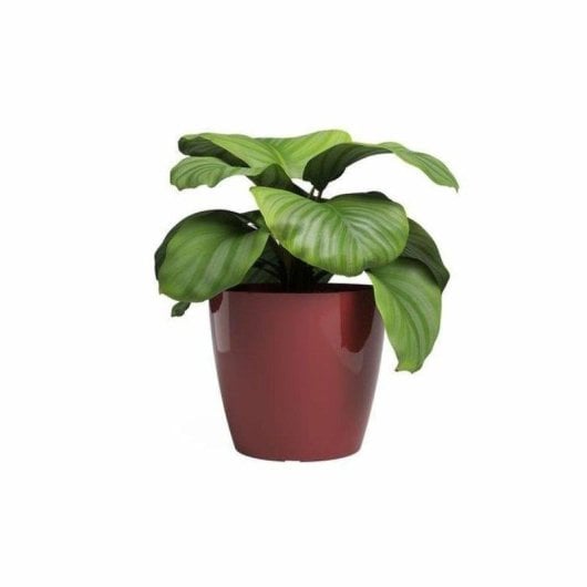 Cache-pot Artevasi San Remo Rouge Brillant 42 cm Plastique Intérieur