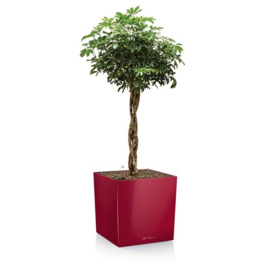 Vaso Cubo Lechuza Cube Premium 40 Bianco lucido con irrigazione integrata