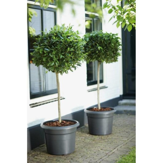 Jardinière Elho Green Basics Cylindrique 65 cm Noire 92 L Extérieur