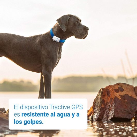 Tractive Dogs XL GPS Para Perros Grandes