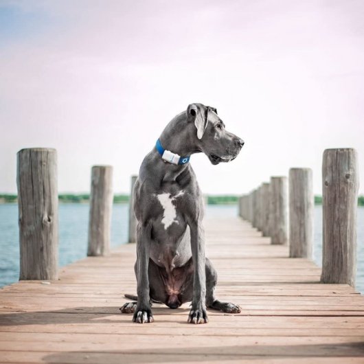 Tractive Dogs XL GPS Para Perros Grandes