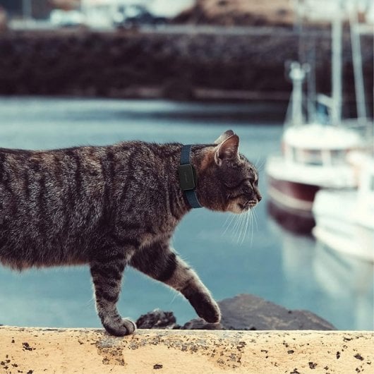 Invoxia Pet Tracker Localizador GPS para Animais de Estimação com Seguimento de Atividade