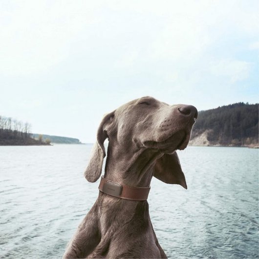 Invoxia Pet Tracker Localizador GPS para Animais de Estimação com Seguimento de Atividade
